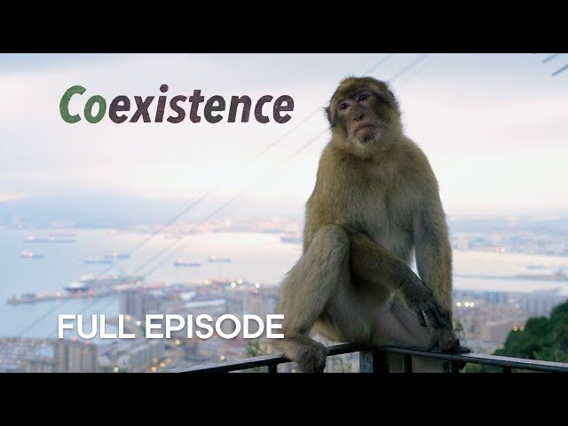 The Last Wild Monkeys in Europe | Coexistence | BBC Earth