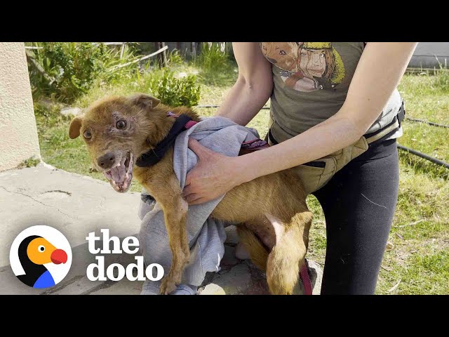 Rescued Three-legged Dog Completely Transforms Once He Is Safe | The Dodo