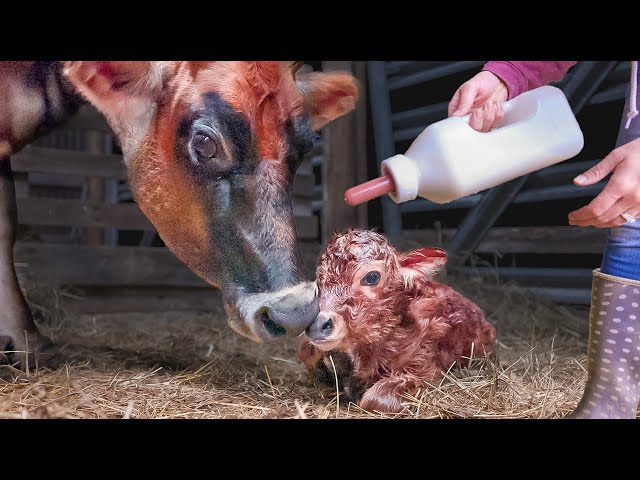 Our Baby Calf won't Eat!