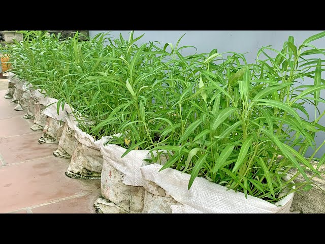 Grow Water spinach with seeds that grow as fast as blowing for the summer