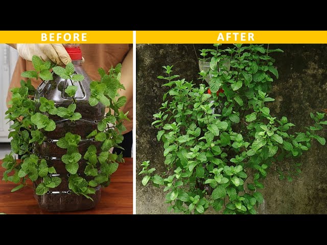 Grow Mint Easily In Recycled Plastic Bottles
