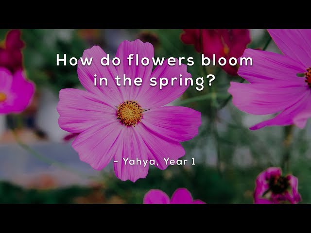 How do flowers bloom in the spring?