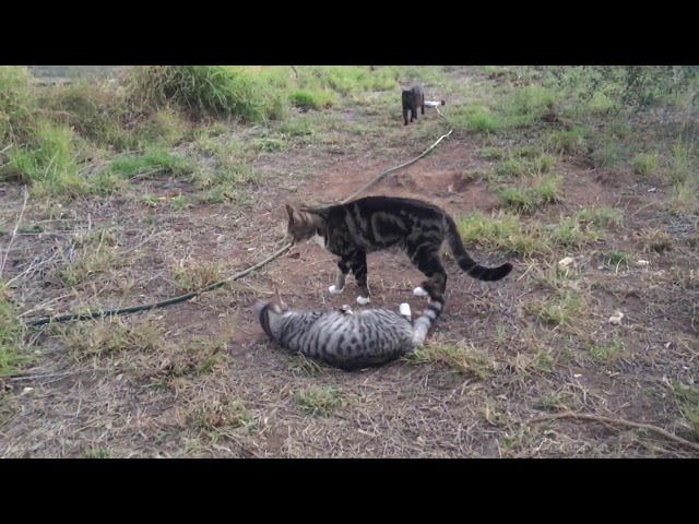 Fighting trio of cats ( play fighting )