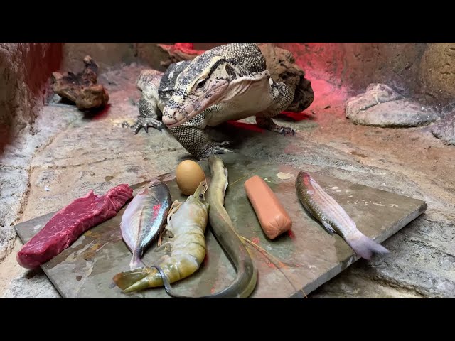 I Cannot Believe My Lizard Ate THAT - Mukbang!😳