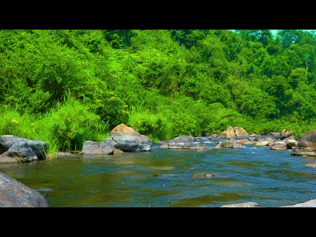 The sounds of birds and streams blend together. Nature relaxes ASMR