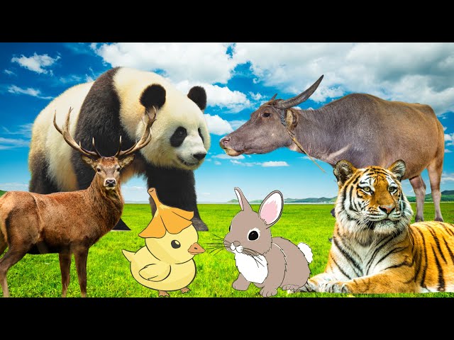 Funny animals, animal sounds: panda, horse, buffalo, rabbit, tiger,...