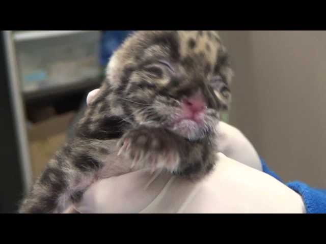Clouded Leopard Cubs - First Look