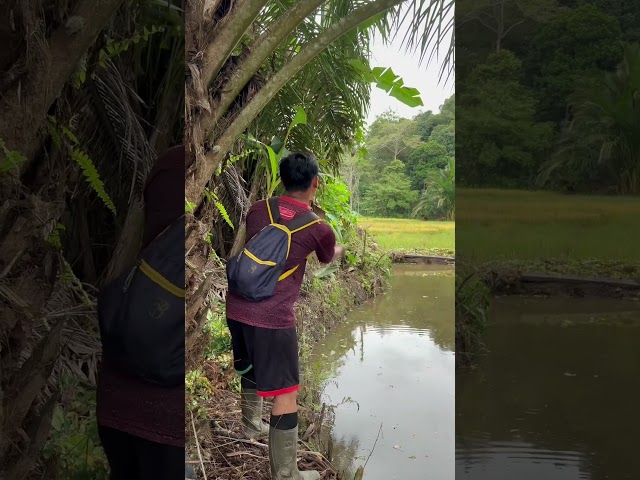 Mancing Hama Ikan Gabus Di Belakang Rumah 😱 #fishing #mancing #viral #shorts #viralvideo