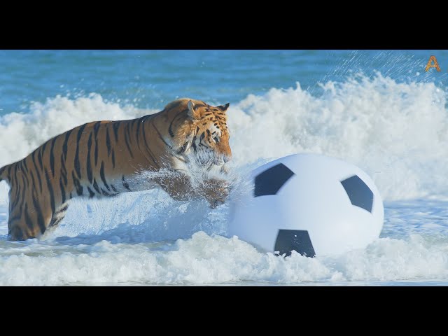 Animalia - Tiger Romeo loves playing football