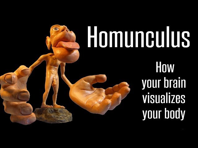 Homunculi and Visualization (part 4/7)