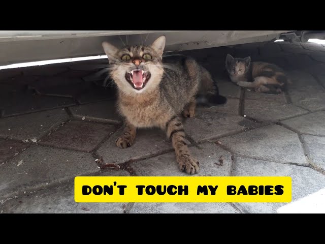 Mother cat instinct to protect kittens.