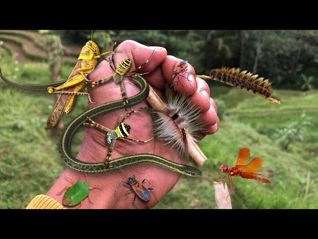 Playing poisonous hairy caterpillar‼️catch big grasshoppers, snakes, shield bugs, spiders, dragonfly
