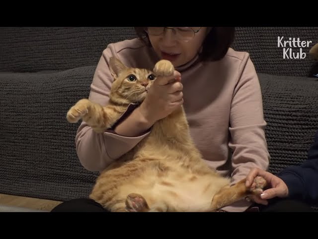 Depressed Cat Gained Weight After His Best Friend Passed Away (Part 2) | Kritter Klub