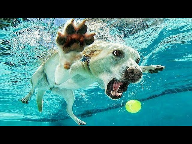 Funny Videos Animals - Try not to laugh - 2020 | FunnyVines