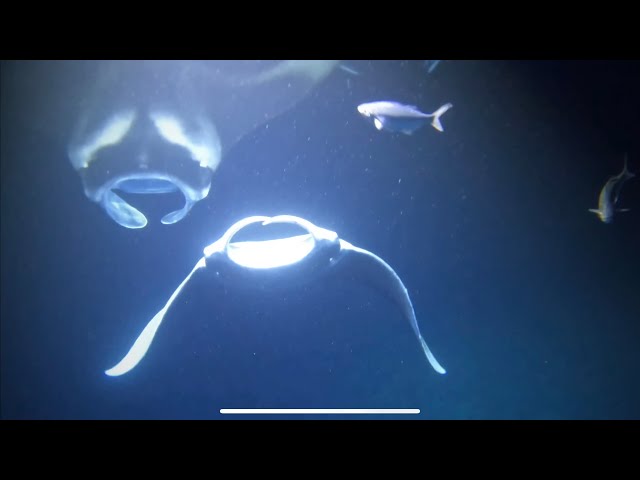 World Drone Tours - Kona Manta Rays (Ocean Episode)