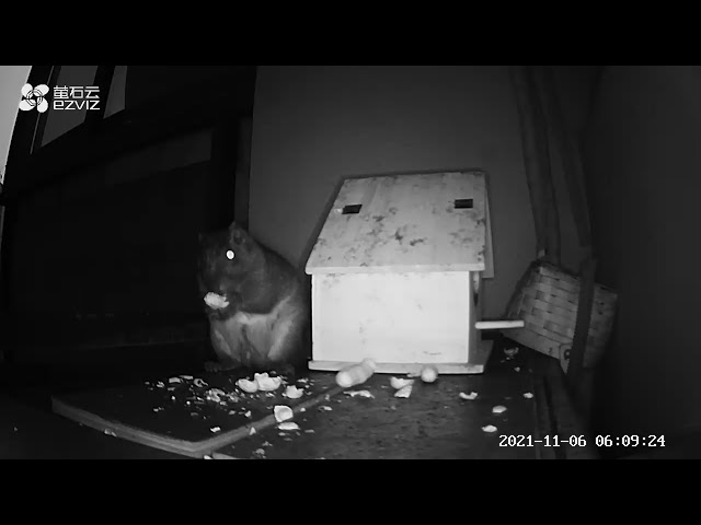 use network camera waiting for squirrels coming in the night