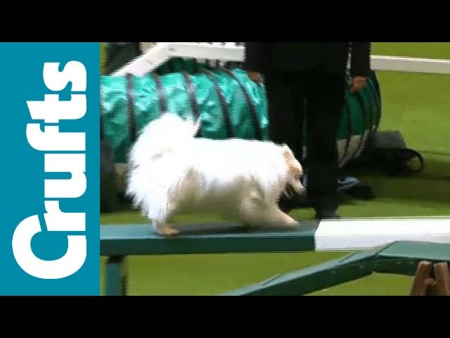 YKC Agility Competition - Crufts 2012