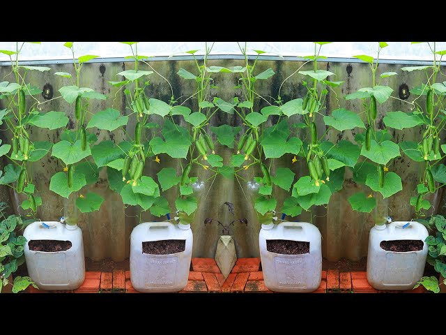 Growing baby cucumbers in a recycling bin - cucumber diary