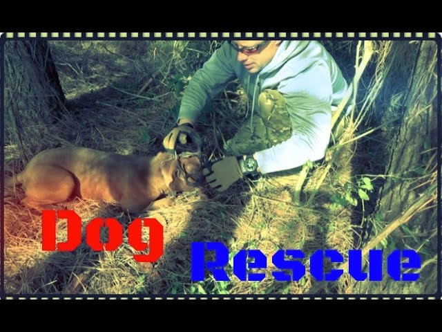 Saving A Dog Stuck In A Bear Trap!