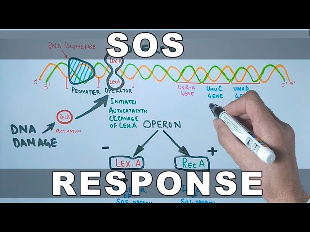 SOS Response and DNA Repair