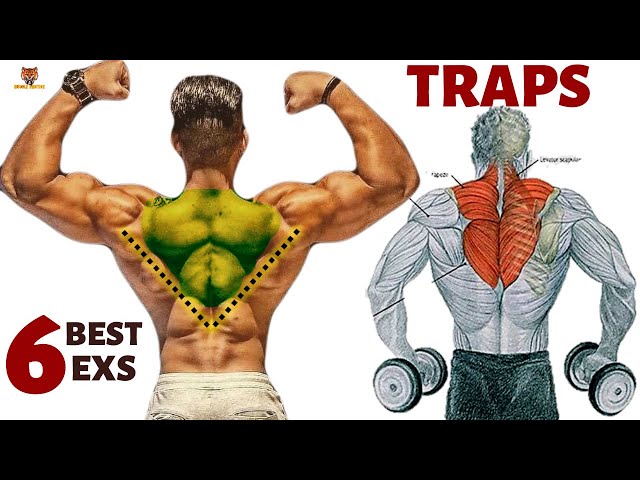 6 BEST TRAPS WORKOUT AT GYM / les meilleurs exercices Musculation trapèzes