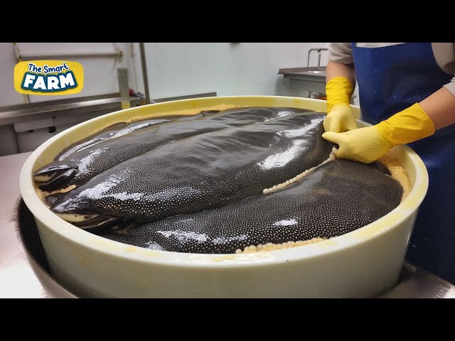 AMAZING Caviar Production: How The World's Most Expensive Caviar is Made