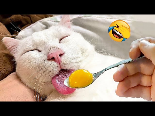 New Funny Animals 2024 😅 Funniest Cats and Dogs 😹🐶 Part 25