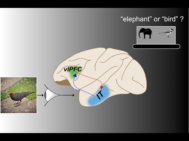 Fast Recurrent Processing via Ventrolateral Prefrontal Cortex Is Needed by the Primate Ventral St...