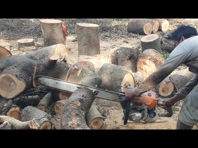 Amazing Wood Cutting Machine Best Actions Compilation Chainsaw STIHL MS070