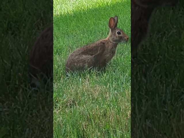 Witness The Rabbit