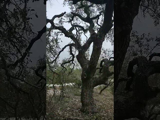 Texas Ice Storm Cleanup Day 1