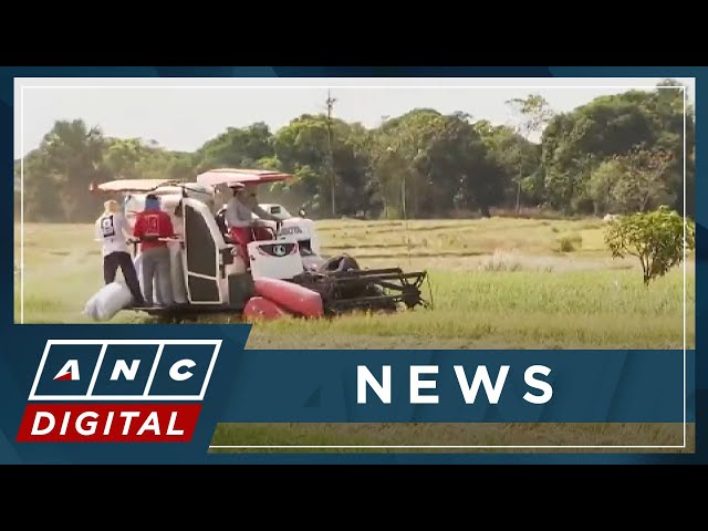 Rice farmers in Bulacan reeling from El Niño | ANC