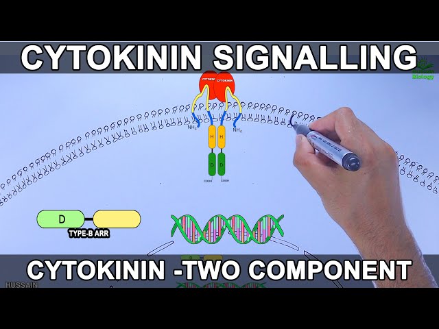 Cytokinin Signalling Pathway