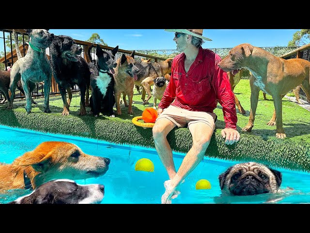 Lots of Rescue Dogs in Swimming Pool on a Hot Day | Farm Family Simple Life | Happy Dog Videos