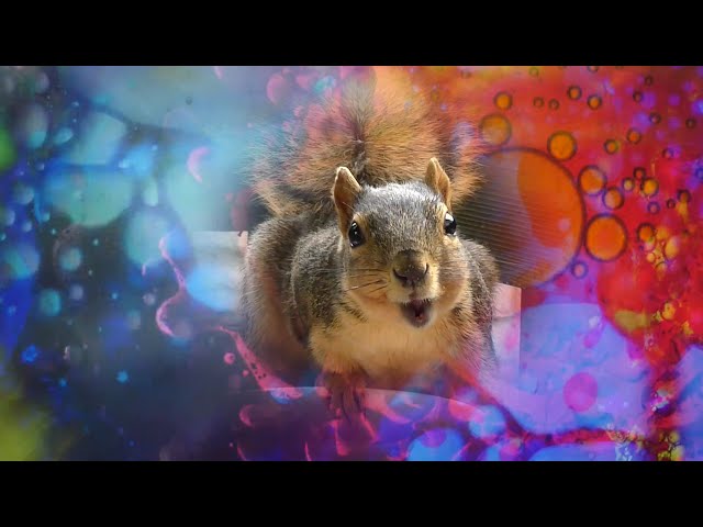 Porch Critter Karaoke 8 Featuring Junior the Squirrel - (I'm Not Your) Stepping Stone