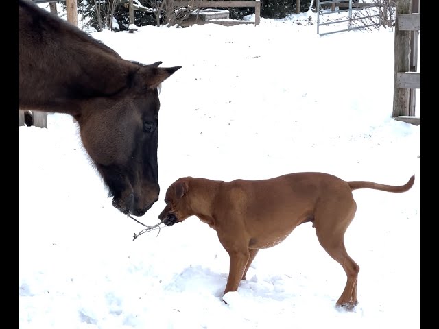 Sven is swinging a stick and his "buddy" Puddy steals it from him.