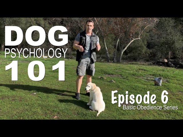 Dog psychology 101: The four quadrants of operant conditioning. Episode 6