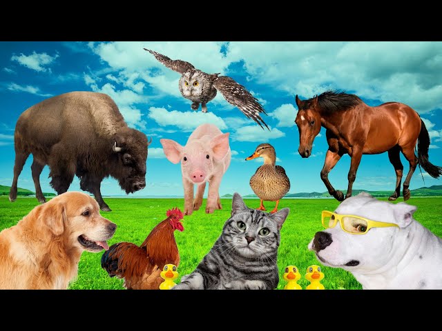 Farm animal life: cow, dog, cat, chicken, duck, buffalo, rooster - Animal sounds