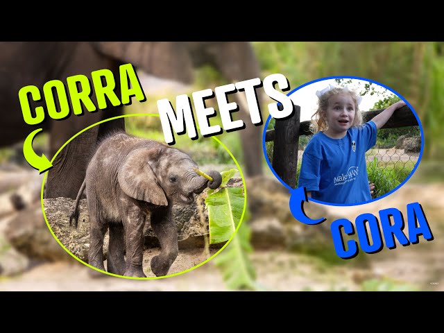 5-Year-Old Cora Meets Baby Elephant Corra at Disney’s Animal Kingdom | Make-A-Wish