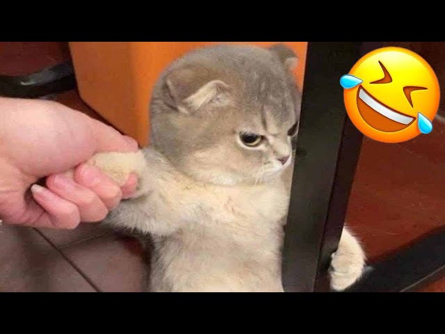 Funniest Cats and Dogs 2024 😹🐶 New Funny Animals Video 😍 Part 144