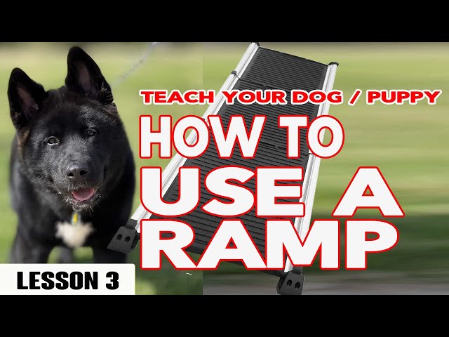 Teach Your Puppy Dog How to Use a Ramp