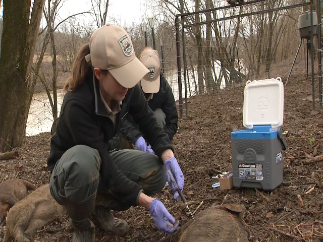 Feral Pig Trapping and Eradication Efforts In Kentucky