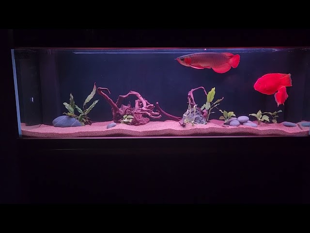 most expensive super red arawana in 6ft River setup tank