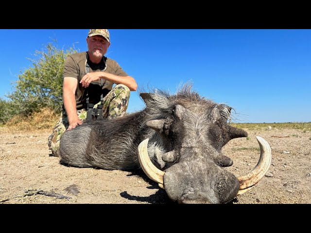 Warthog fever.  Hunting big warthogs with Kristoffer Clausen. Episode 8/10