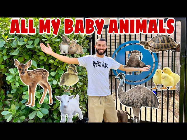ALL My BABY ANIMALS on My PROPERTY in ONE Video!!