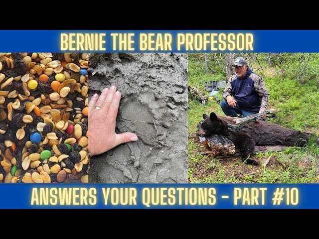 How to hunt black bears | Your questions answered part 10
