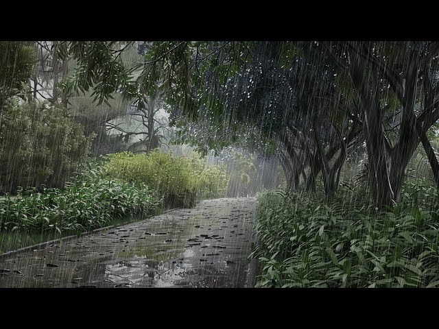 A Rainy Stroll Through Nature's Pathway
