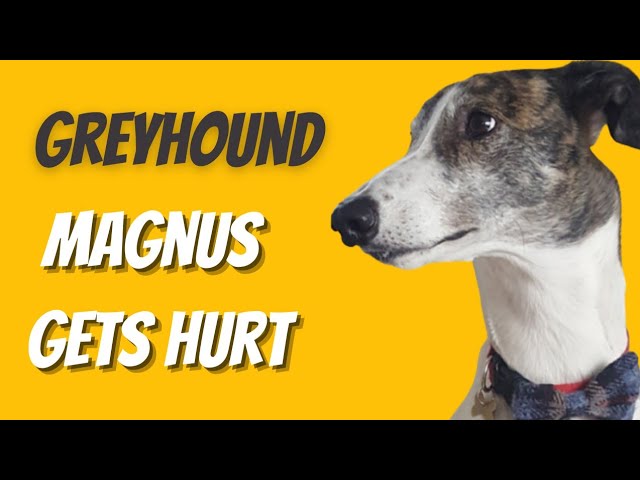 Greyhound gets hurt