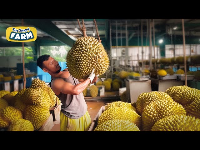 How Durians Grow: Harvesting the Stinkiest Fruit in the World