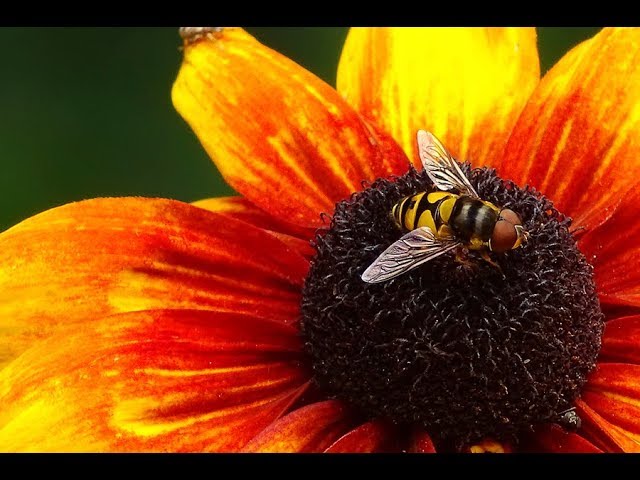 Macro Photography With The Sony DSC HX400V And The Raynox 250     with examples
